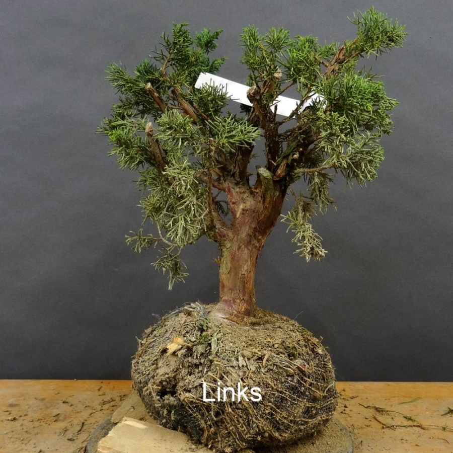 Juniperus chin. 'Blaauw'