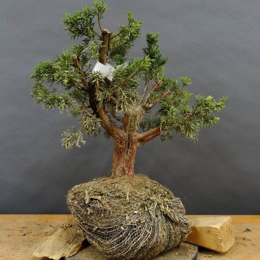 Juniperus chin. 'Blaauw'