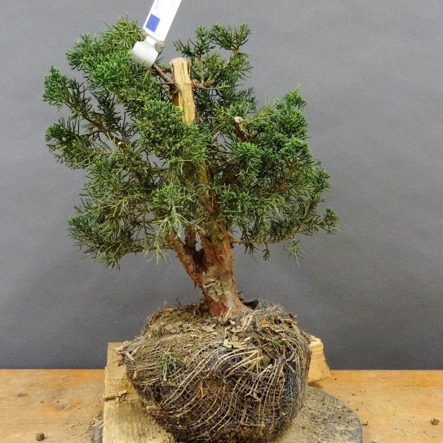 Juniperus chin. 'Blaauw'