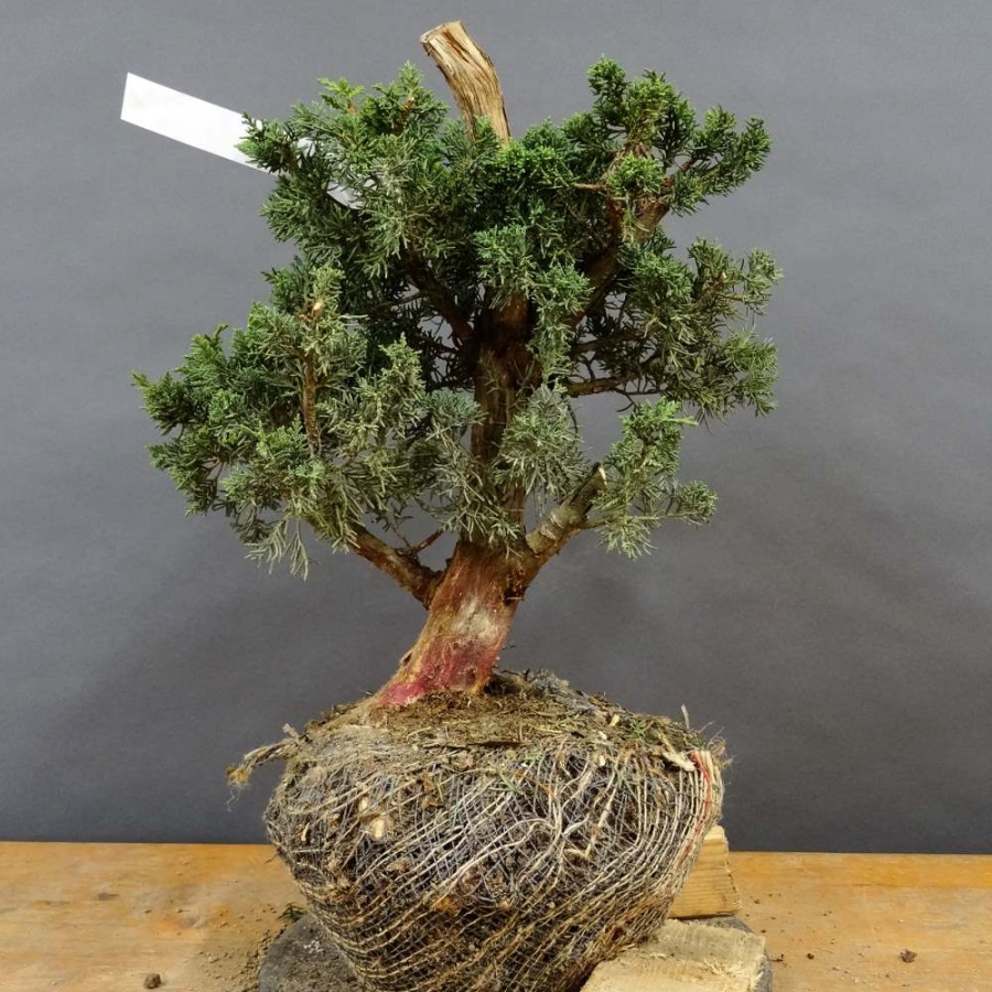 Juniperus chin. 'Blaauw'