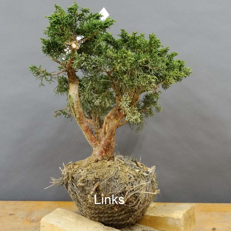Juniperus chin. 'Blaauw'