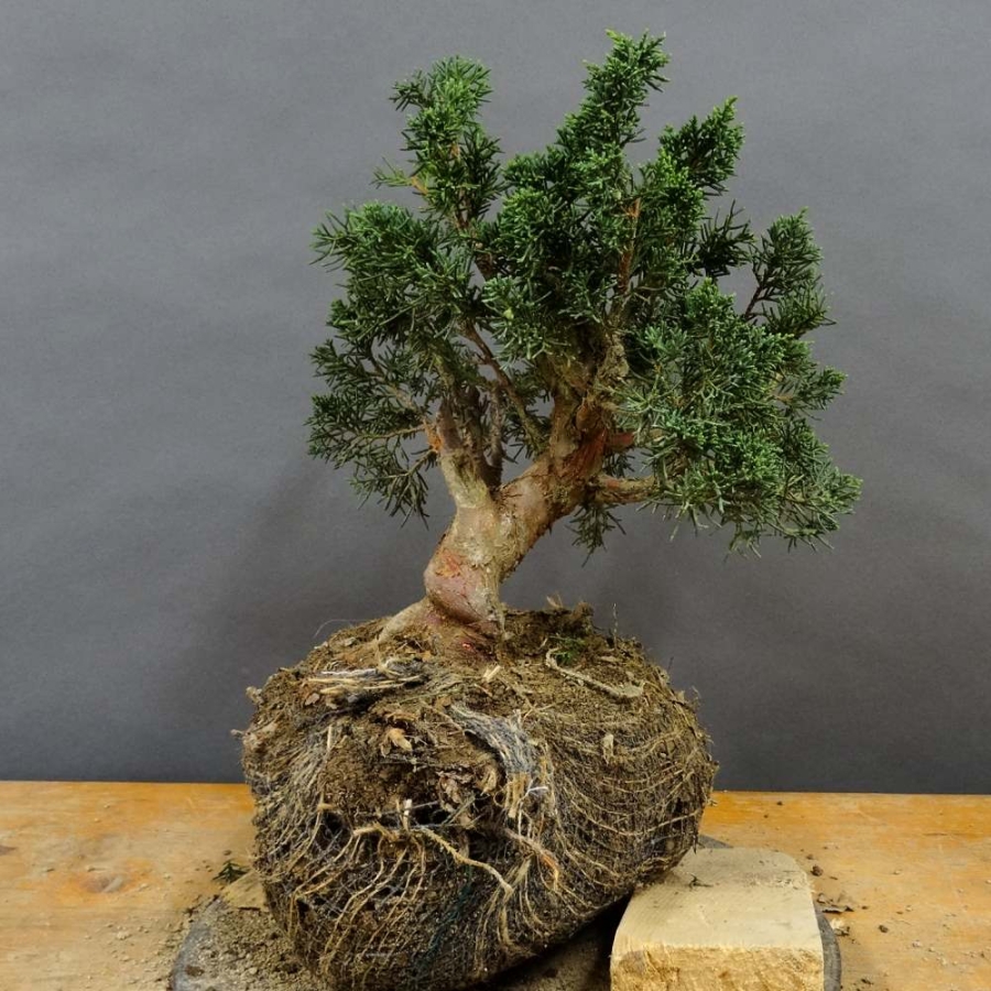 Juniperus chin. 'Blaauw'