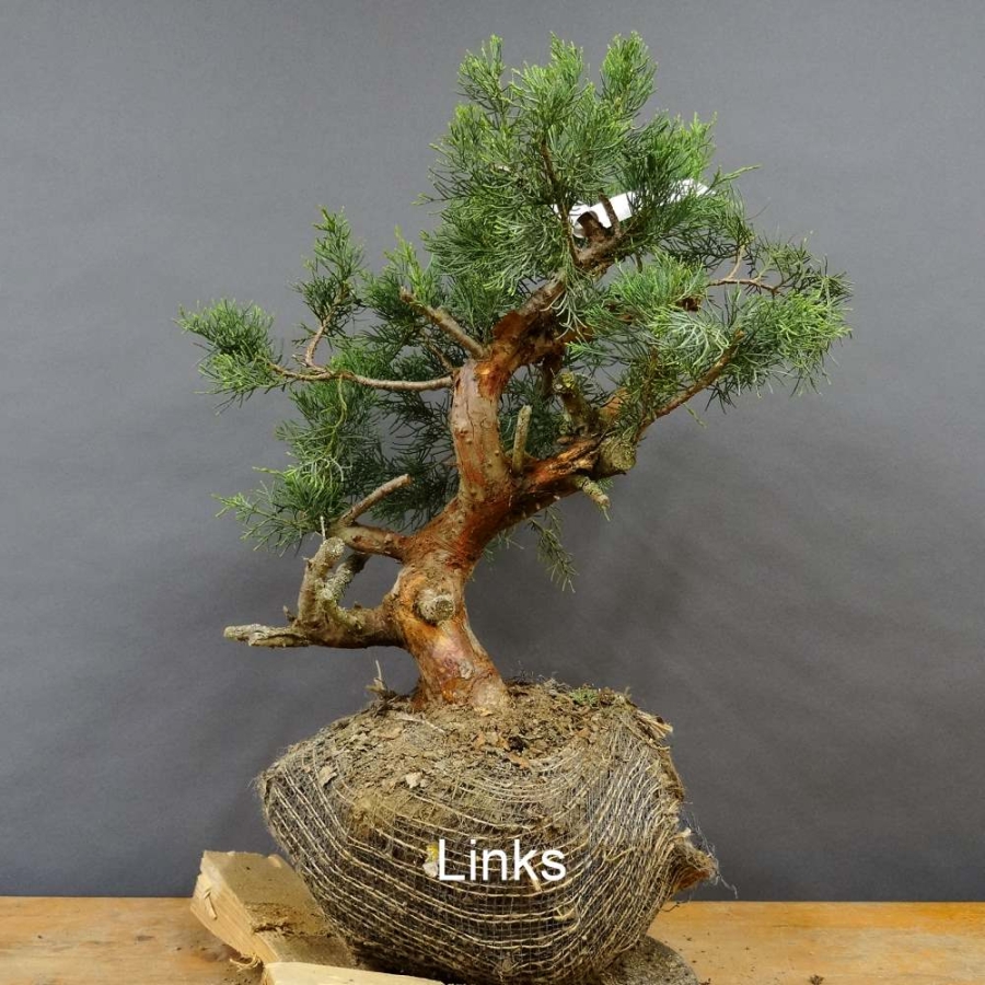 Chines. Wacholder - Juniperus, chinensis, Hetzii