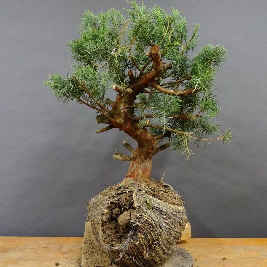 Juniperus chin. Hetzii