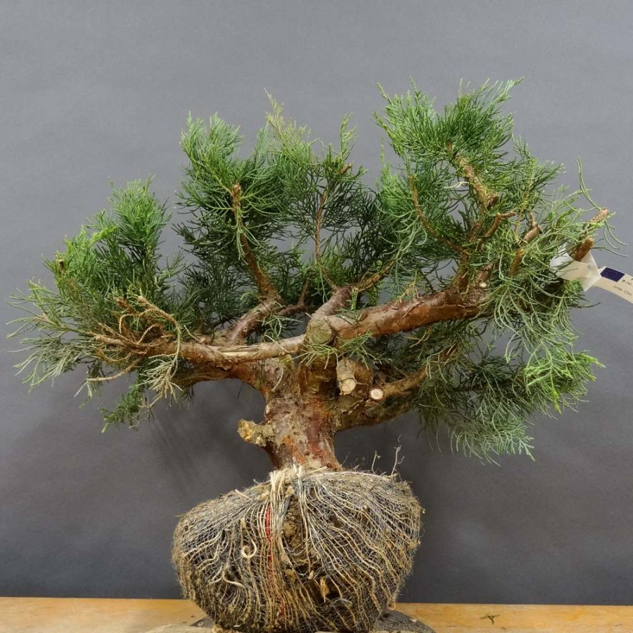 Juniperus chin. Hetzii