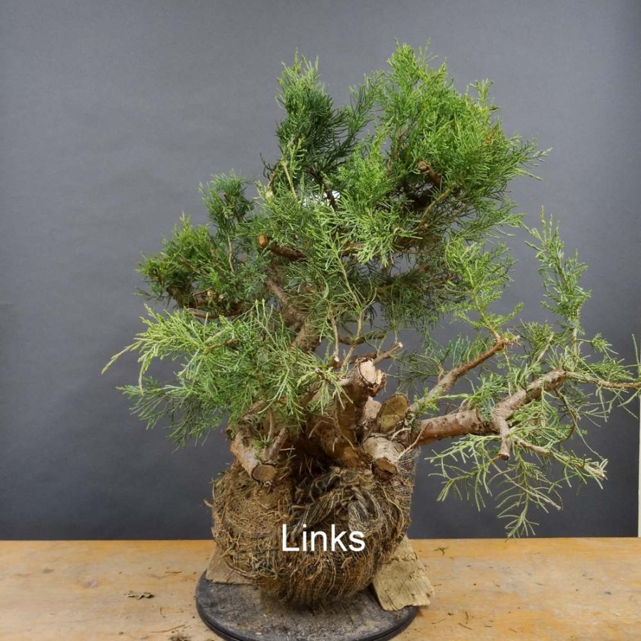 Chines. Wacholder - Juniperus, chinensis, Hetzii