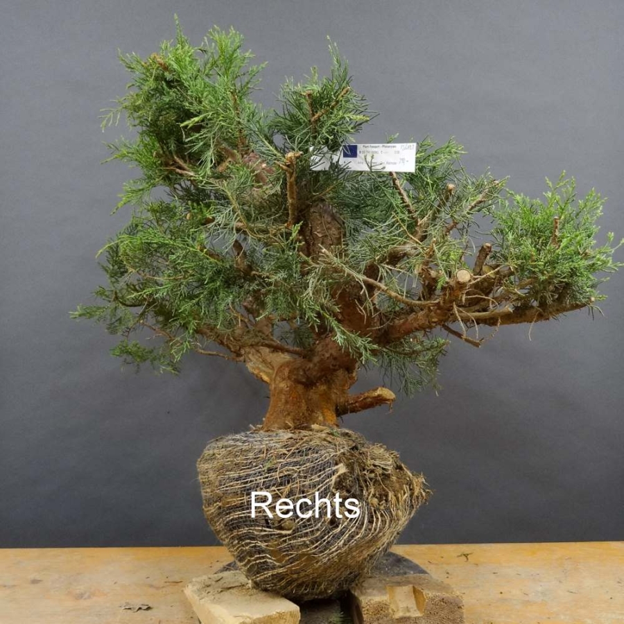 Chines. Wacholder - Juniperus, chinensis, Hetzii