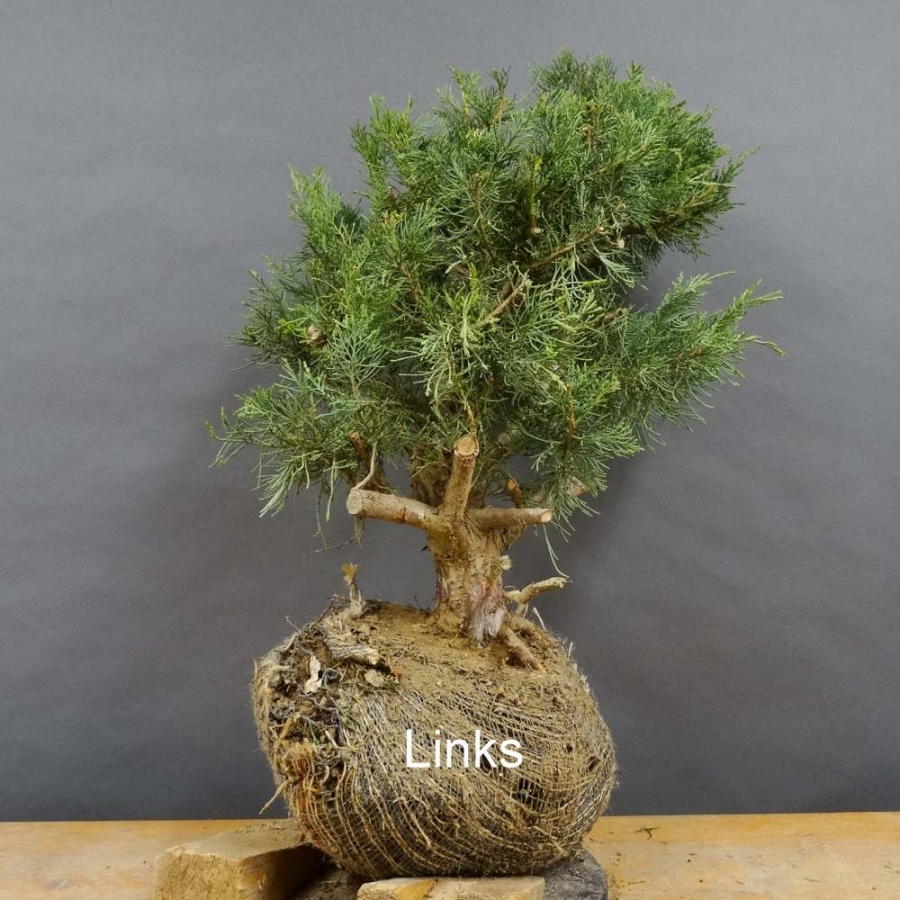 Juniperus chin. Hetzii