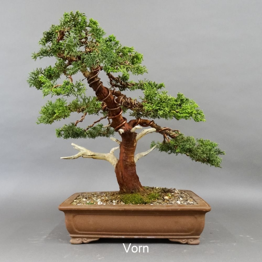 Chinesischer Wacholder Bonsai