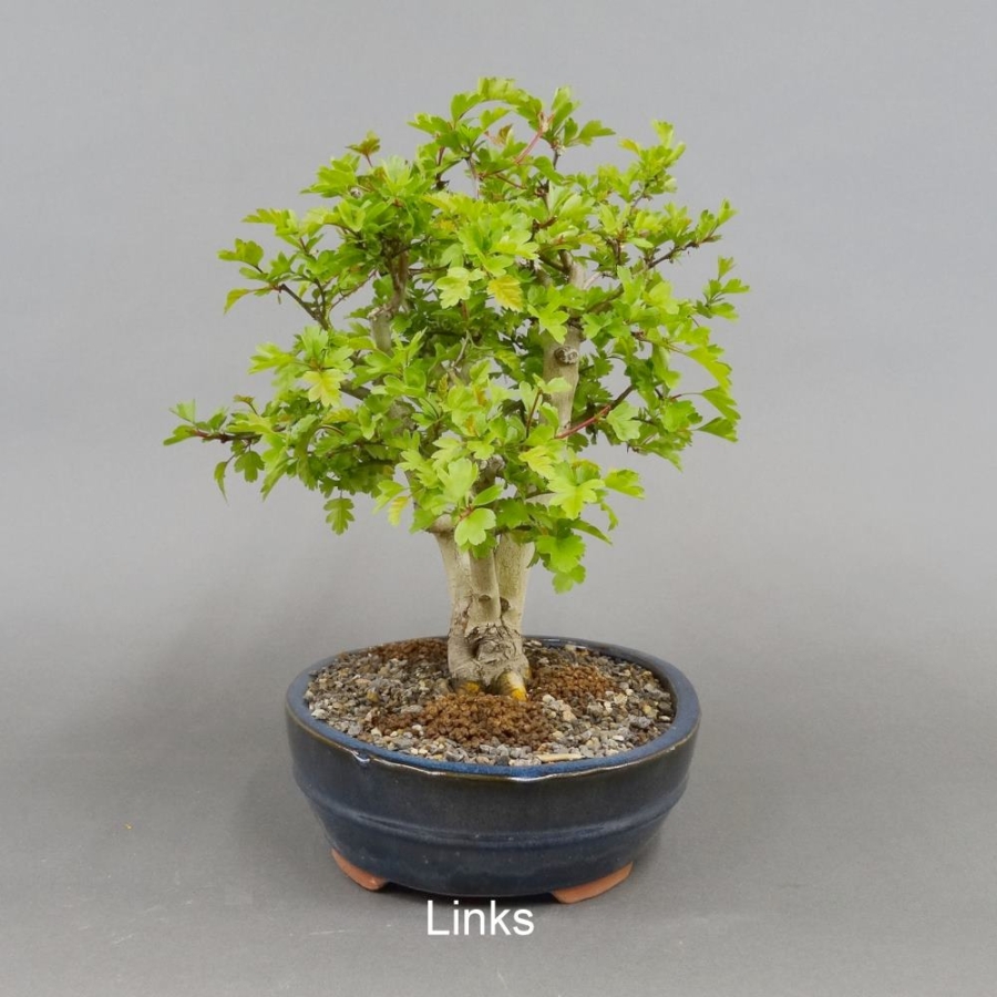 Bonsai, Crataegus laevigata, Weissdorn