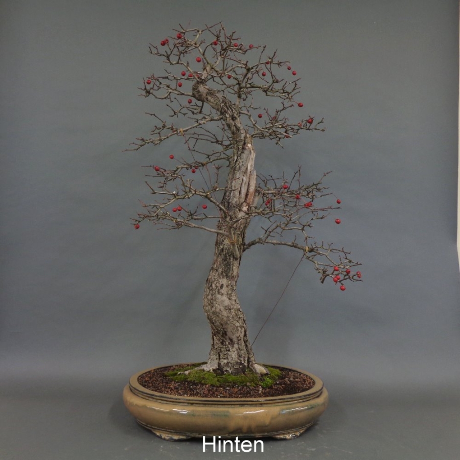 Bonsai, Crataegus laevigata, Weissdorn