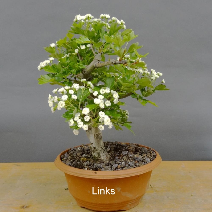 Pre-Bonsai, Weissdorn