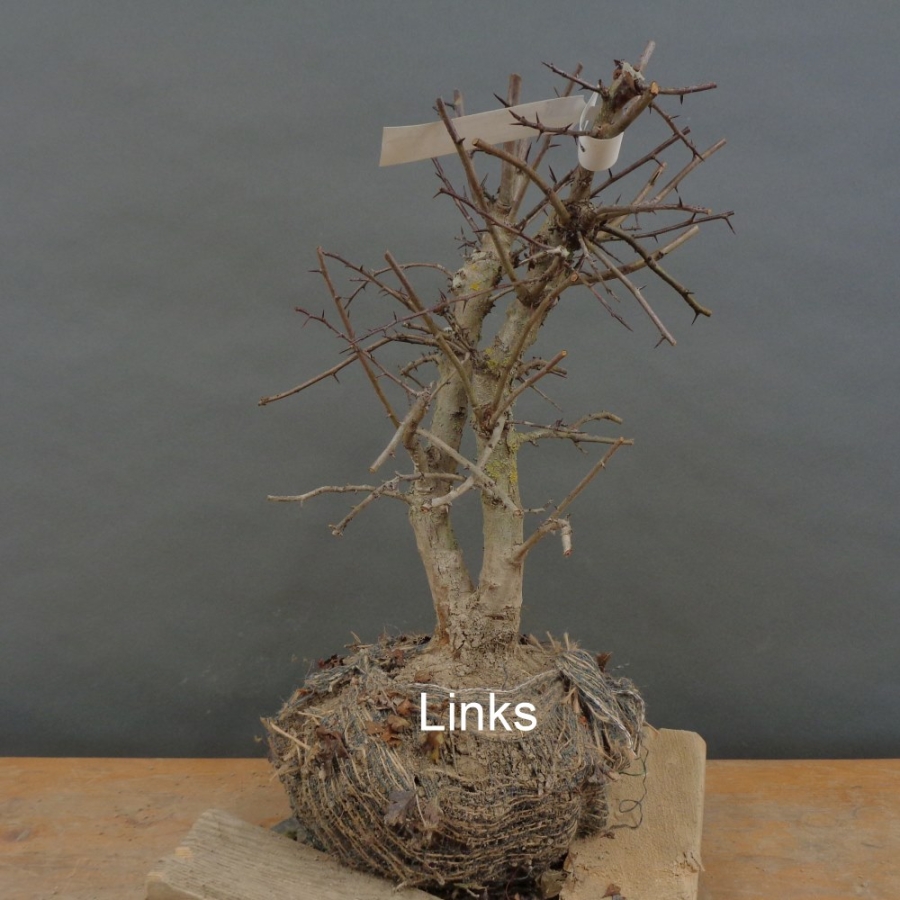 Pre-Bonsai, Weissdorn