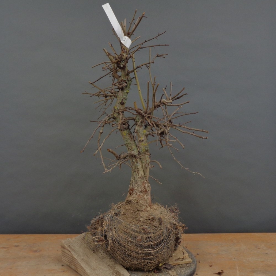 Pre-Bonsai, Weissdorn