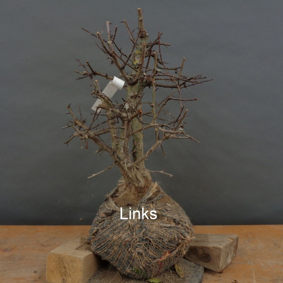 Pre-Bonsai, Weissdorn