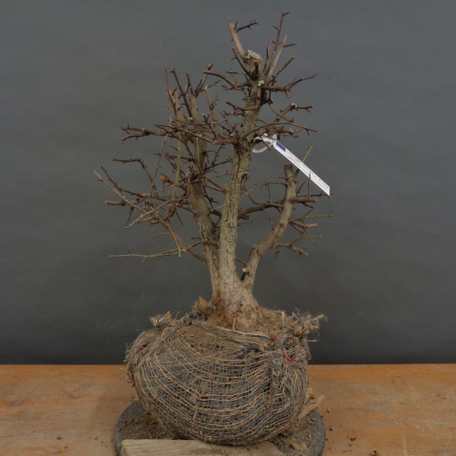 Pre-Bonsai, Weissdorn