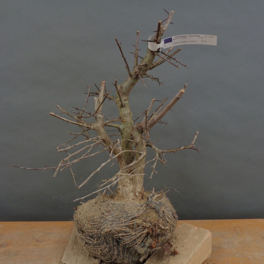 Pre-Bonsai, Weissdorn