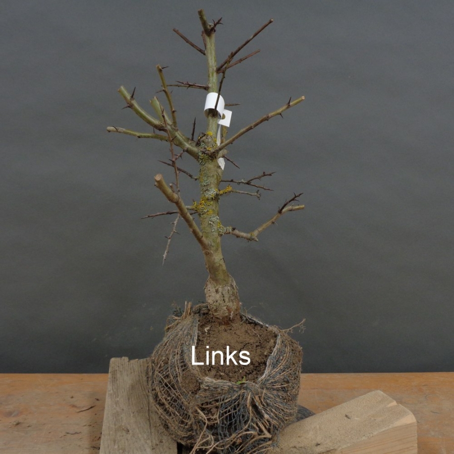 Pre-Bonsai, Weissdorn