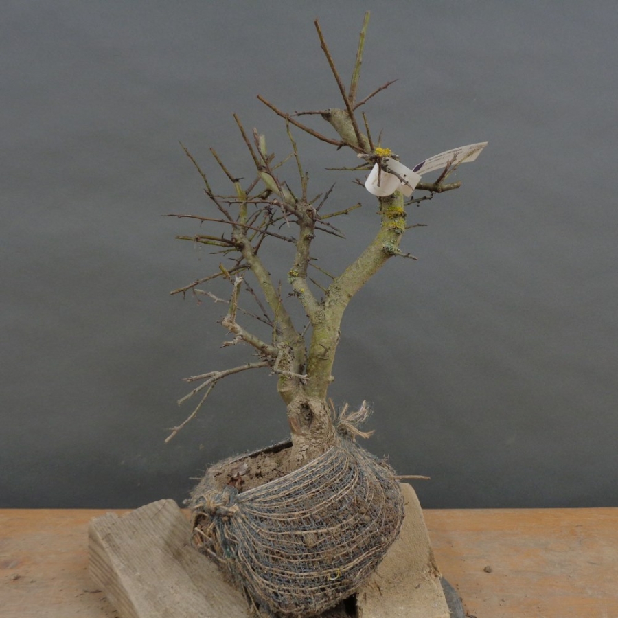 Pre-Bonsai, Weissdorn