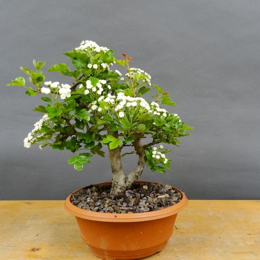 Pre-Bonsai, Weissdorn