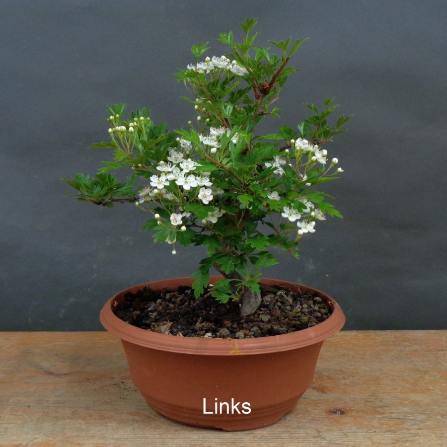 Pre-Bonsai, Weissdorn, links