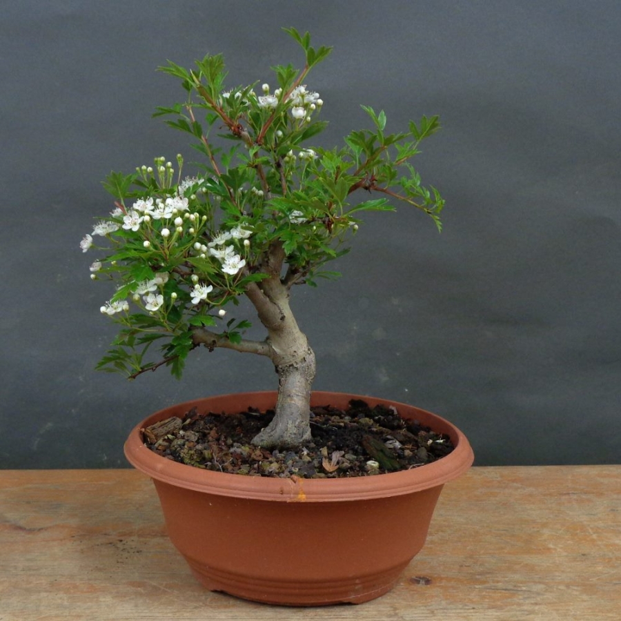Pre-Bonsai, Weissdorn, vorn