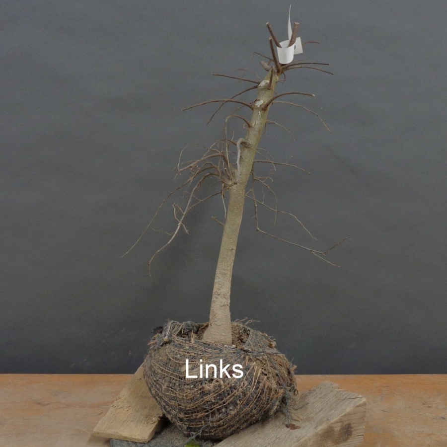 Zuergelbaum, Celtis occidentalis