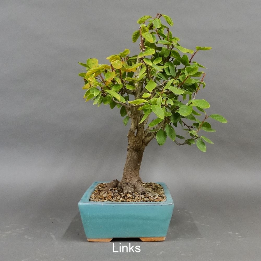 Prunus mahaleb, Steinweichsel, Bonsai
