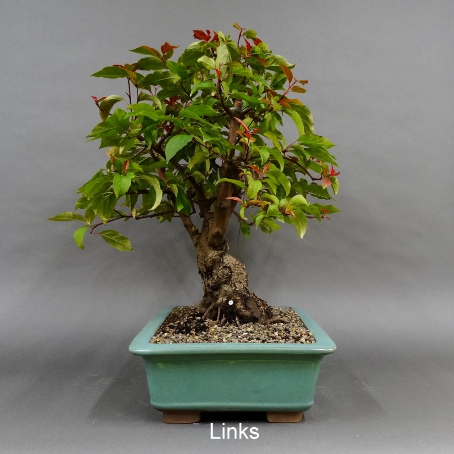Bonsai, Malus, Evereste, Blüte, Zierapfel