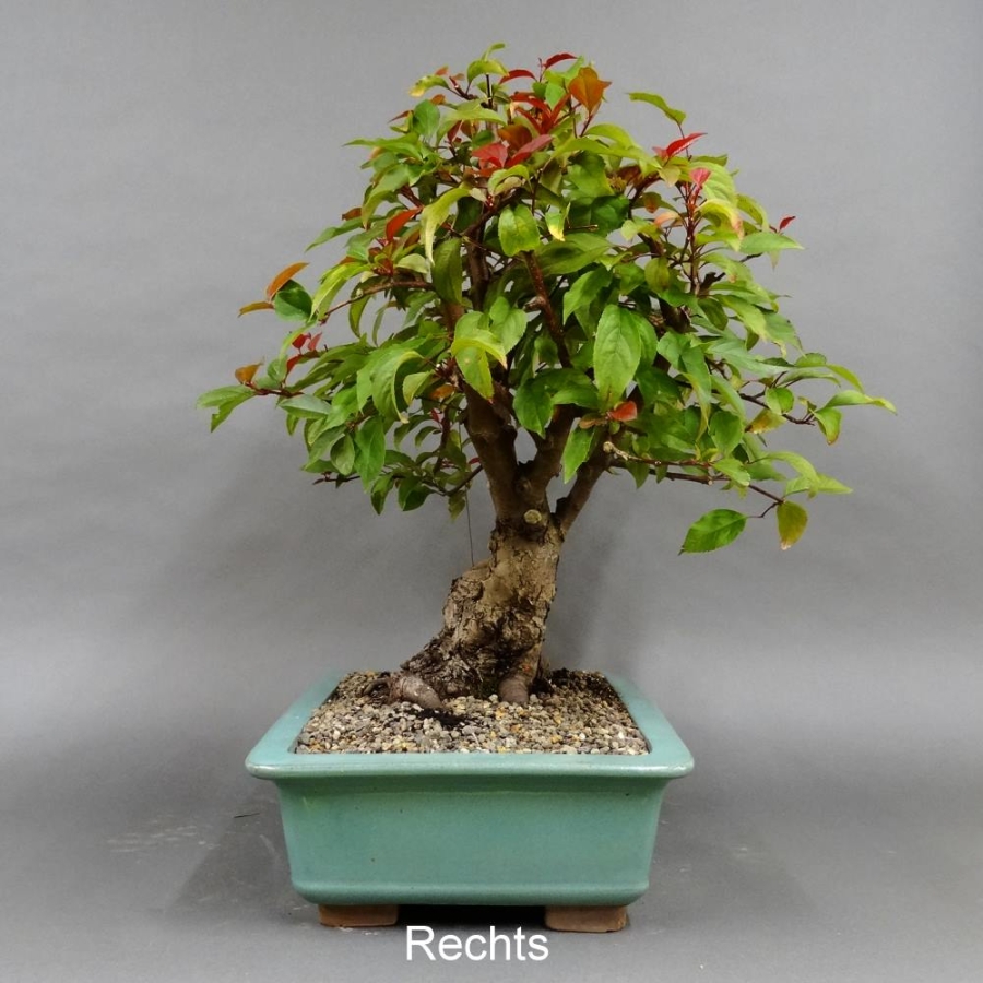 Bonsai, Malus, Evereste, Blüte, Zierapfel