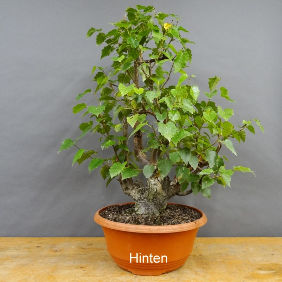 Pre-Bonsai, Sandbirke, Betula pendula