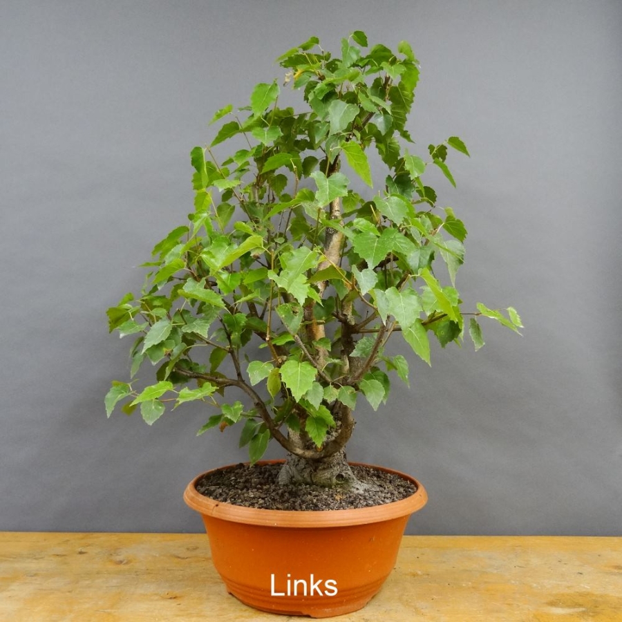 Pre-Bonsai, Sandbirke, Betula pendula