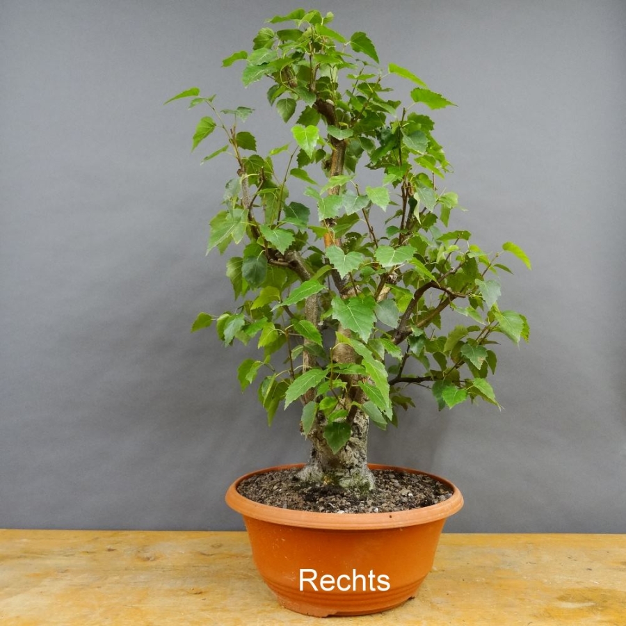 Pre-Bonsai, Sandbirke, Betula pendula