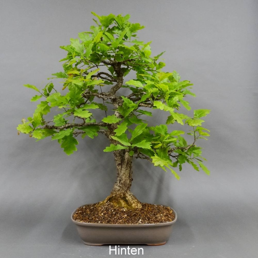 Bonsai, Eiche