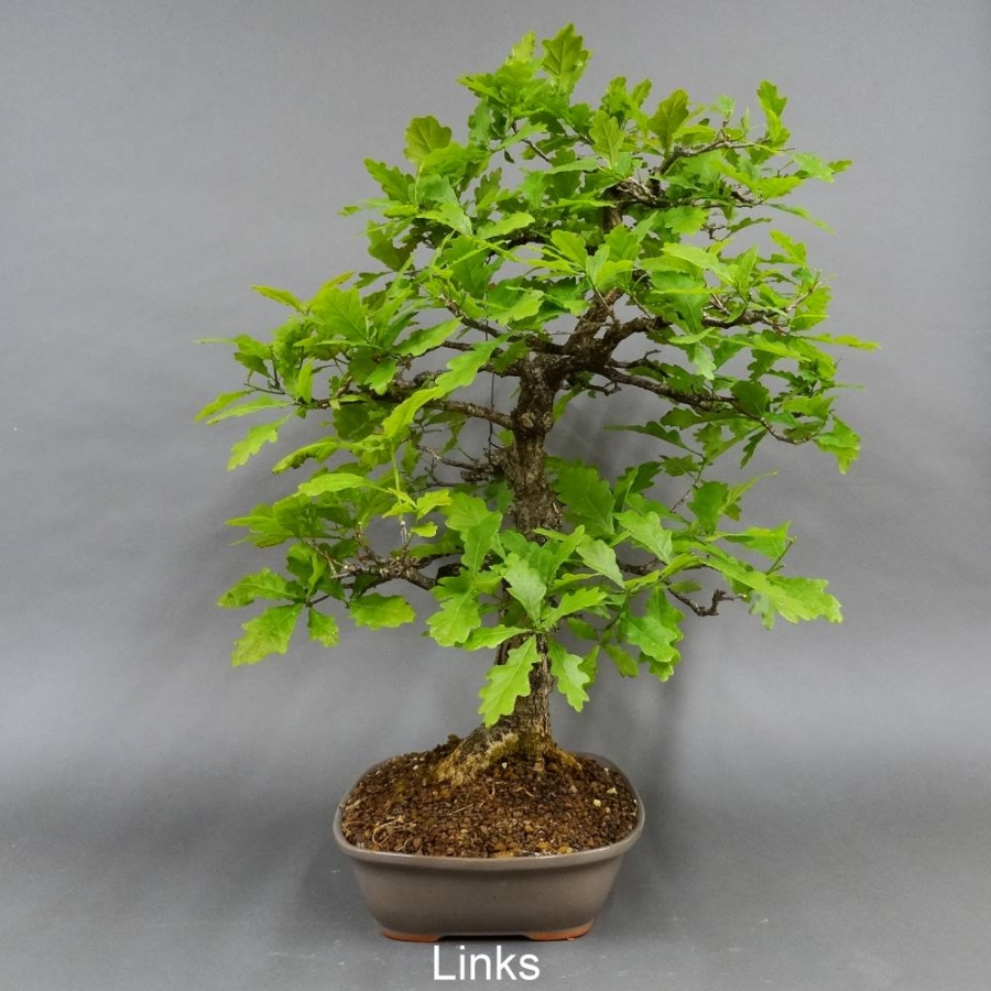 Bonsai, Eiche