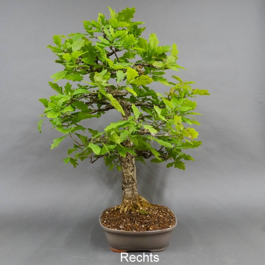 Bonsai, Eiche