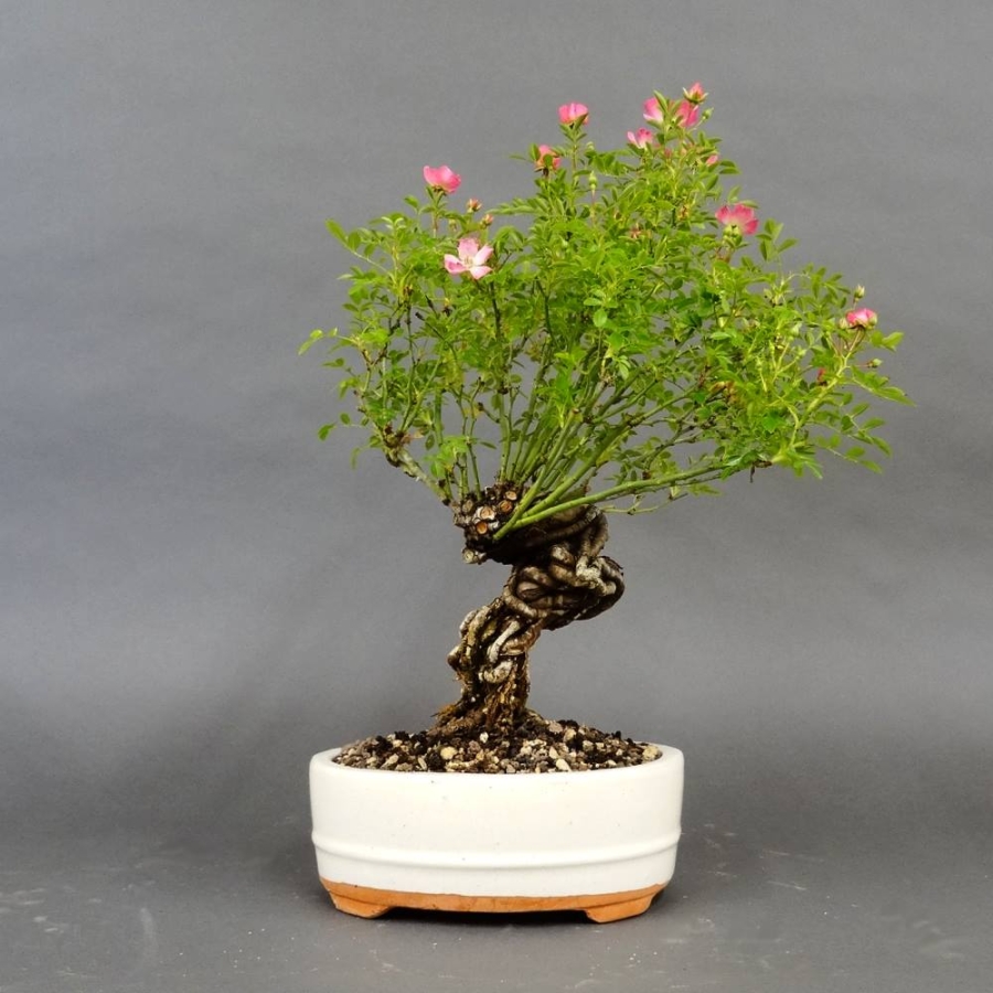 Pre-Bonsai, Rose, rosa