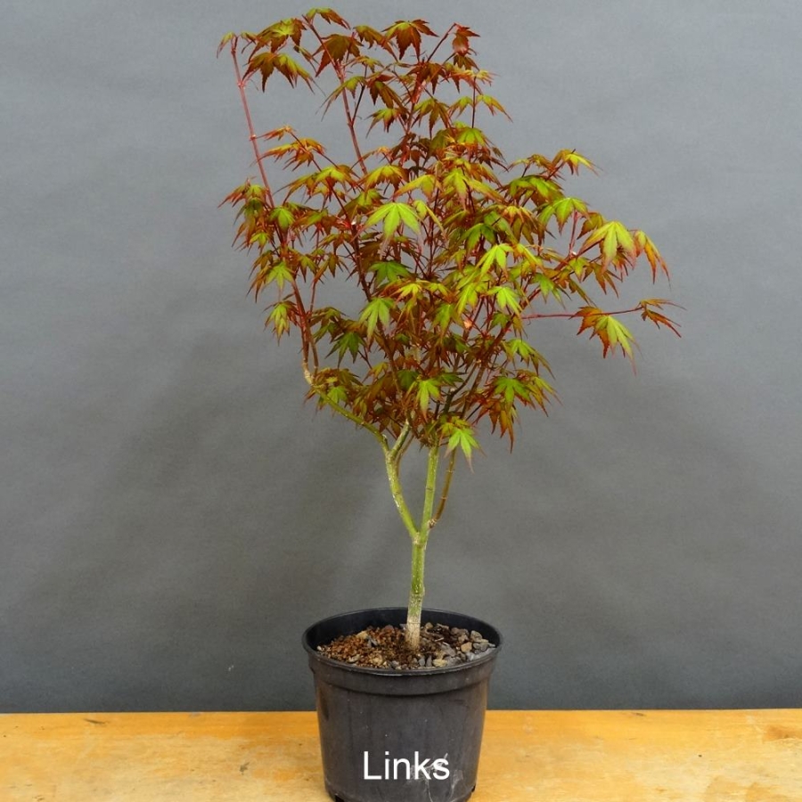 Acer palmatum links