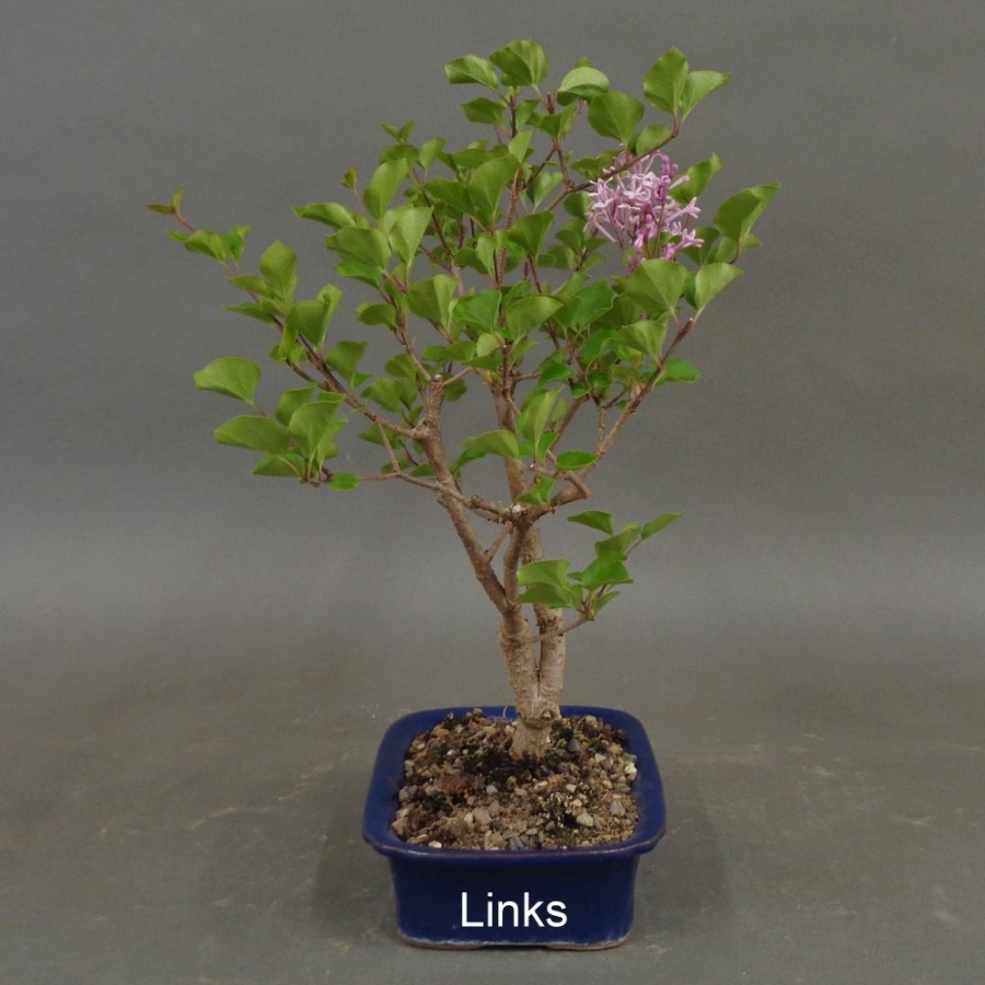 Fingerstrauch, rosa, Potentilla