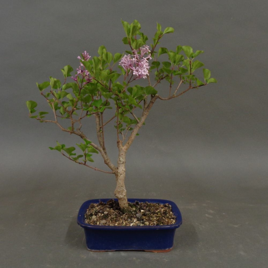 Fingerstrauch, rosa, Potentilla