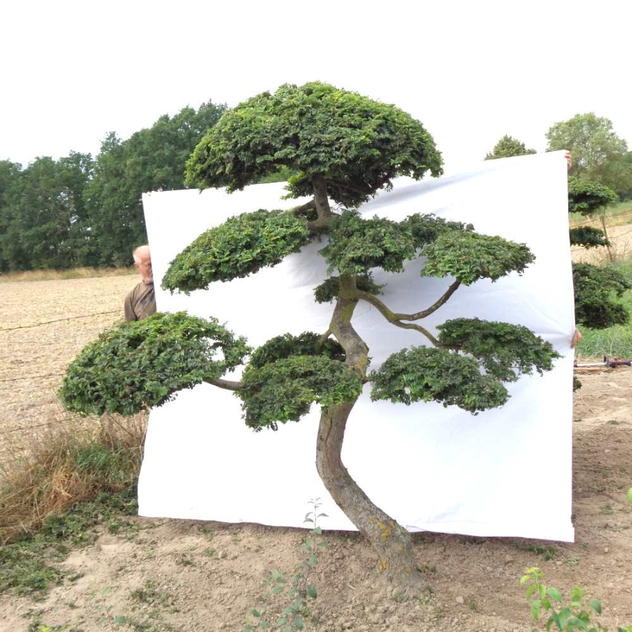 Bonsai, Zwergulme Ulmus