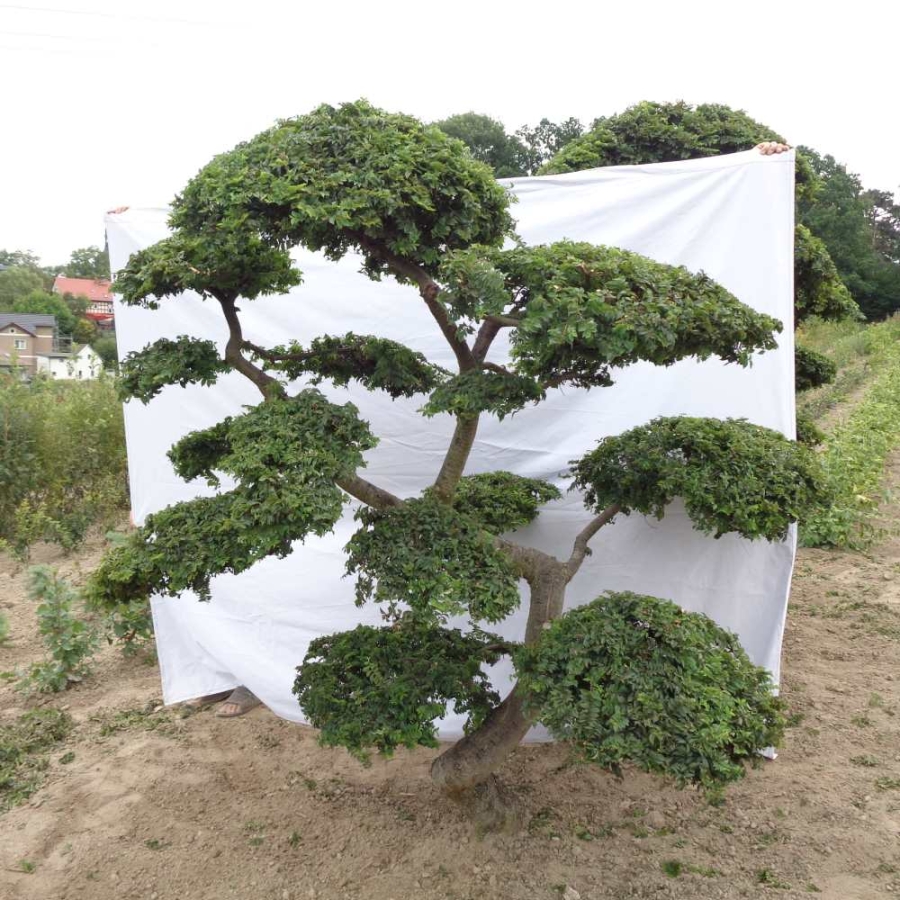 Bonsai, Zwergulme Ulmus