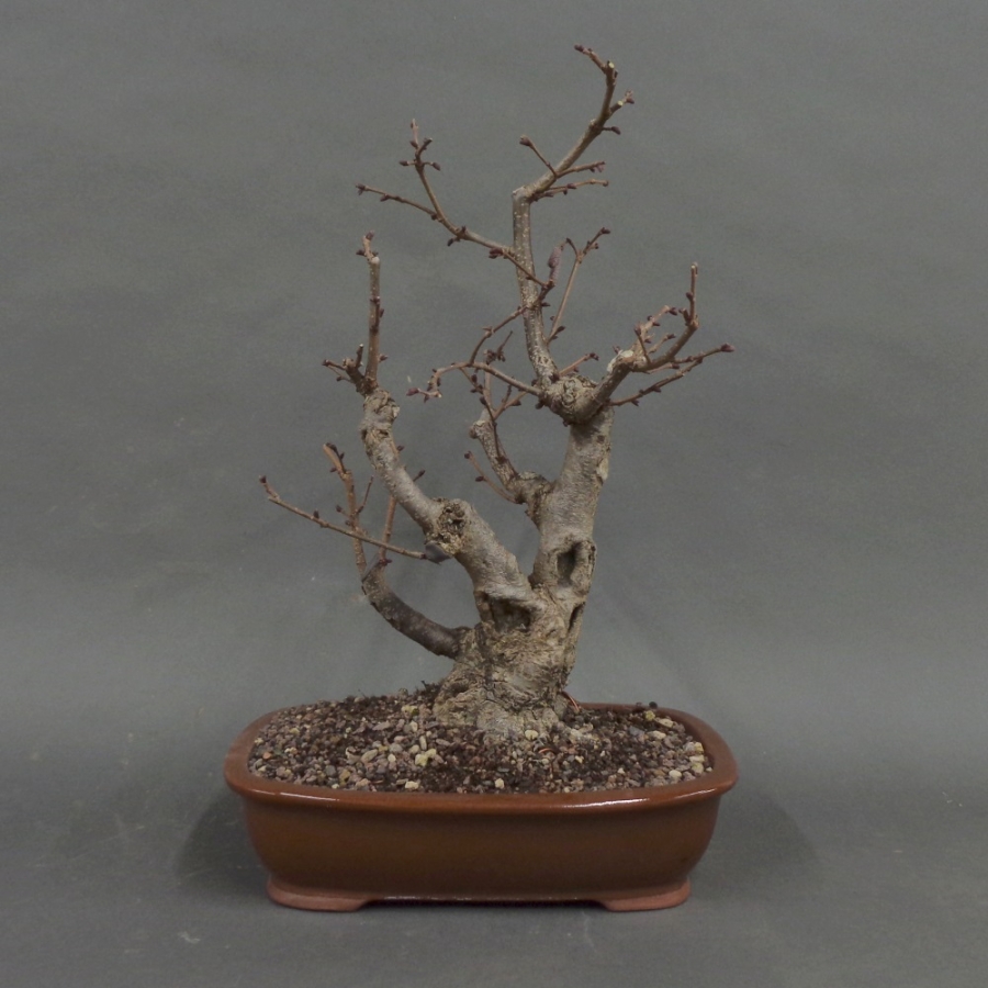 Hasel Bonsai Herbst 2025