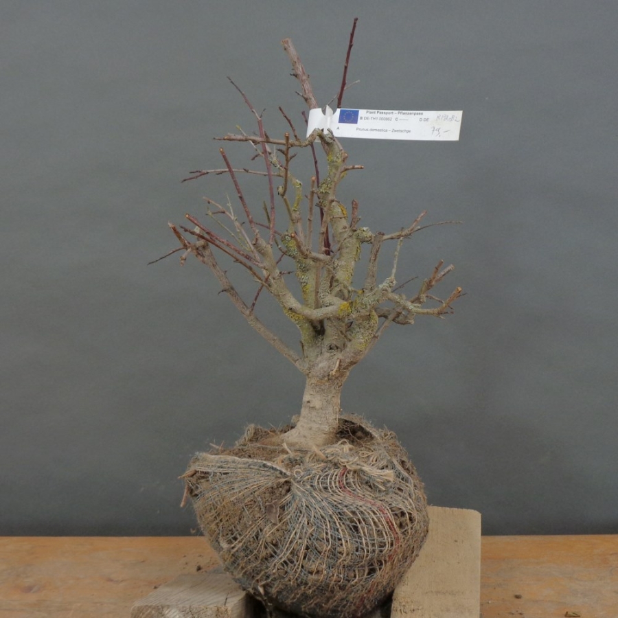 Prunus mahaleb, Steinweichsel, Bonsai