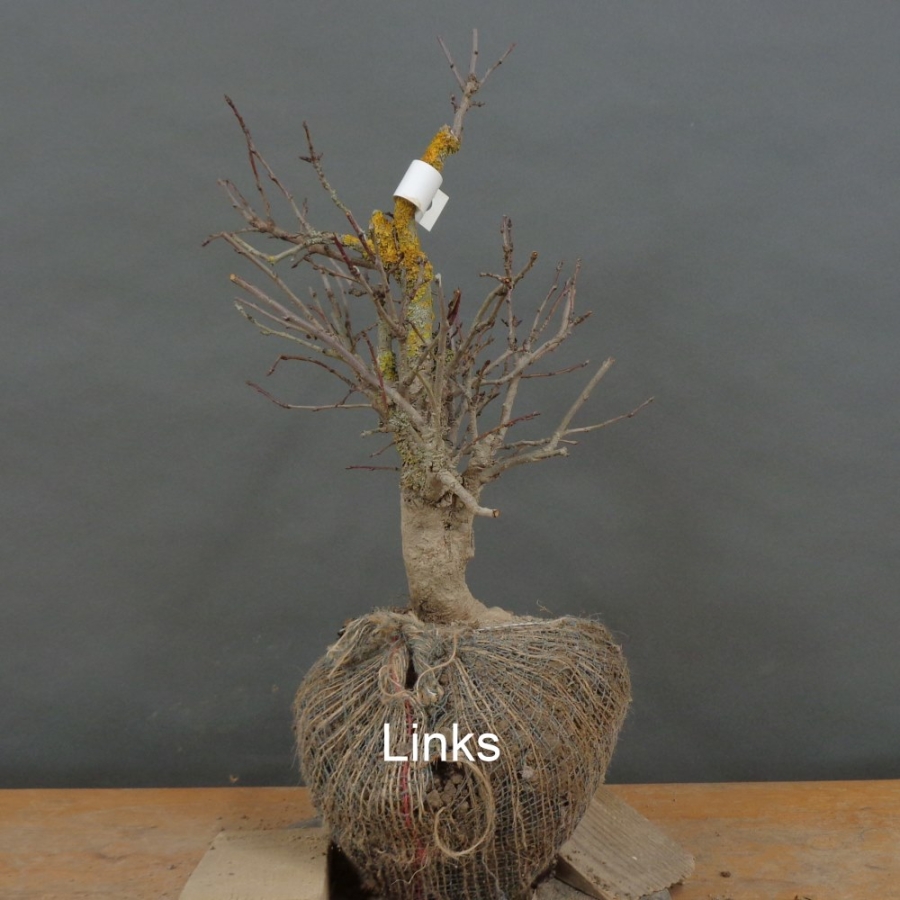 Prunus mahaleb, Steinweichsel, Bonsai