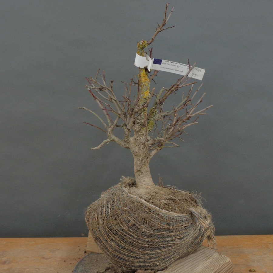 Prunus mahaleb, Steinweichsel, Bonsai