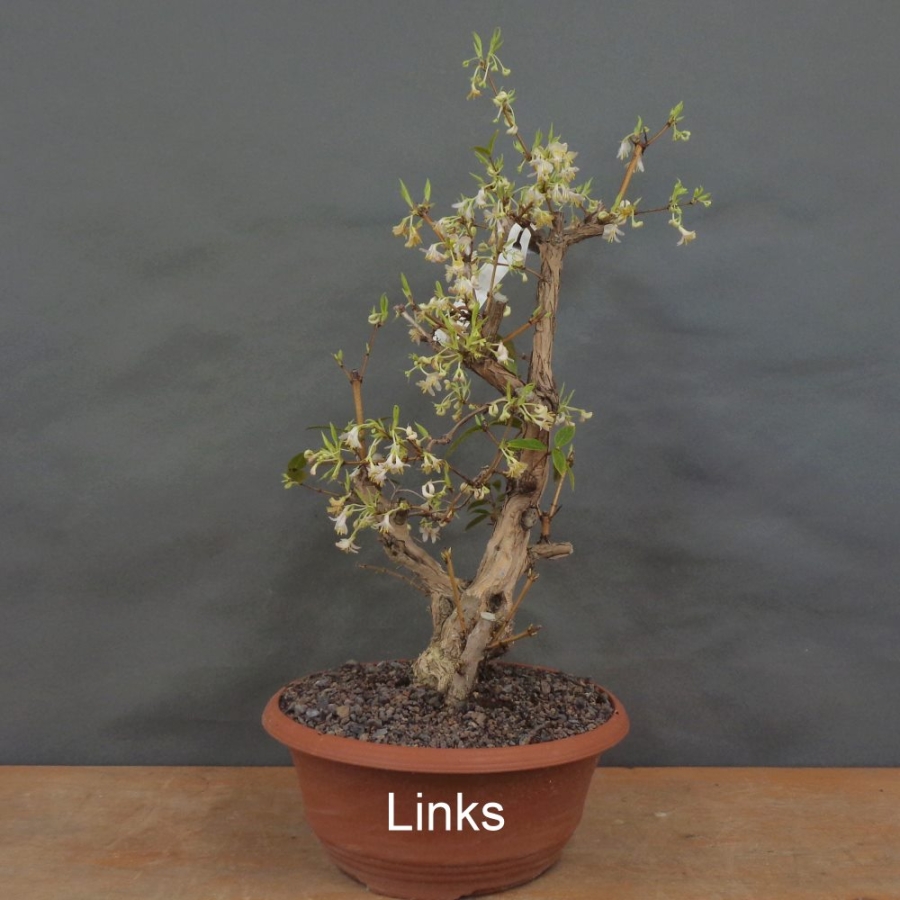 Winterheckenkirsche, Lonicera, purpusii