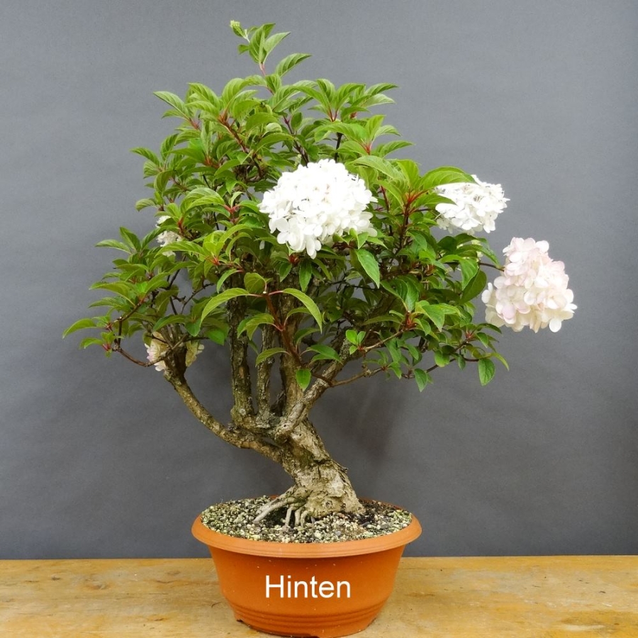 Bluete, Hydangea, Hortensie, Bonsai