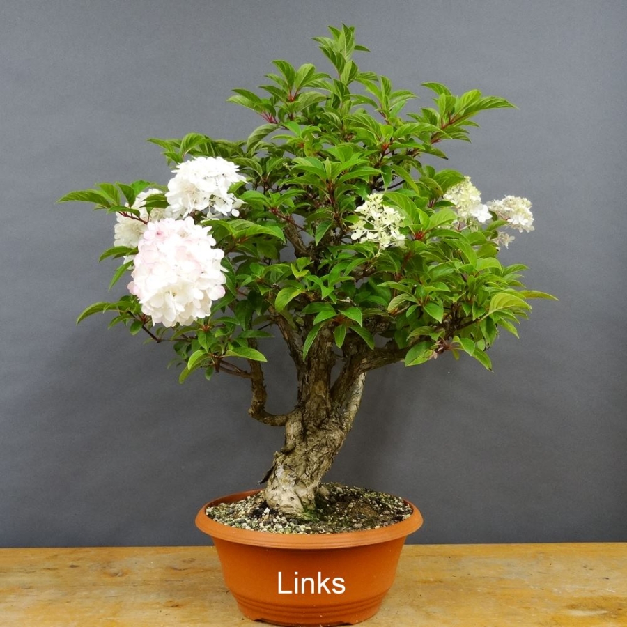 Hydangea, Hortensie, Bonsai