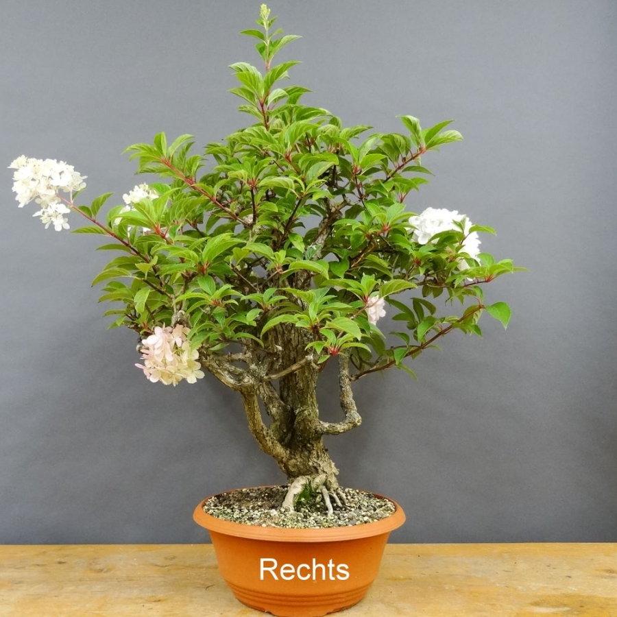 Bluete, Hydangea, Hortensie, Bonsai